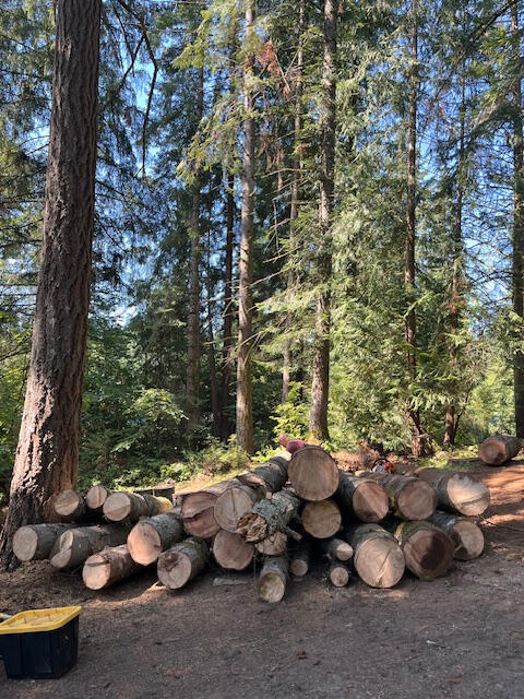Using chainsaws to cut trees into logs and then firewood