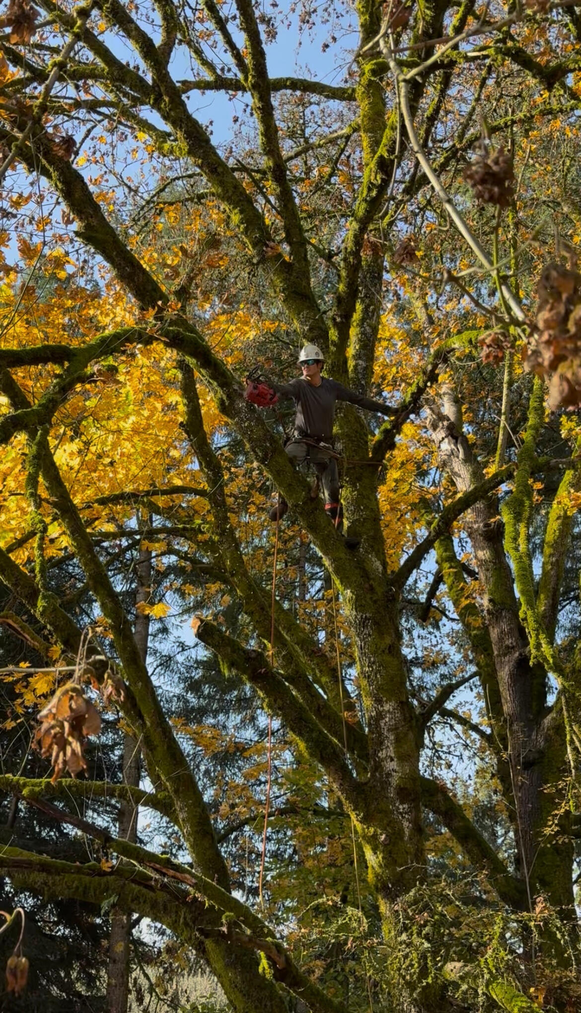 Limbing a tree in Ridgefield, WA